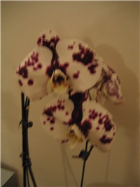 5afd4179-Picture 027.jpg